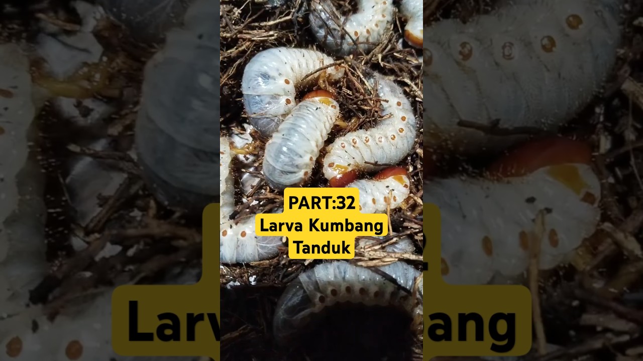 Larva Kumbang Tanduk #shorts