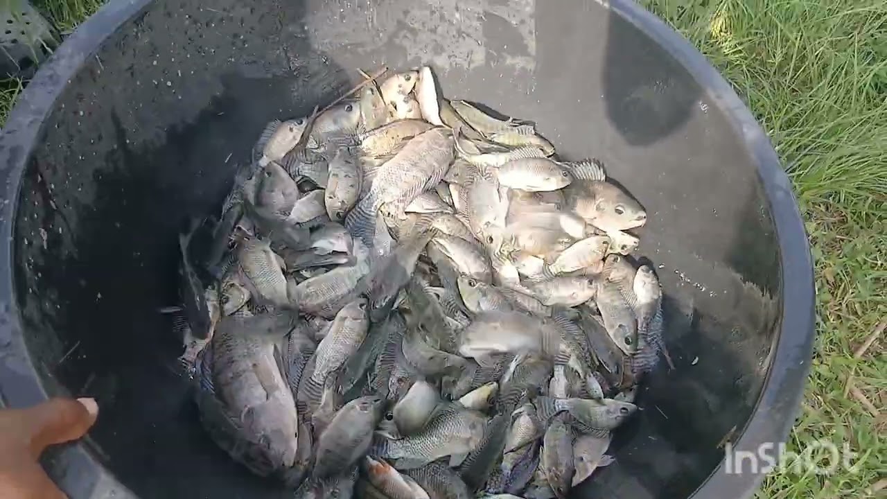 HOW TO TRANSPORT LIVE TILAPIA 