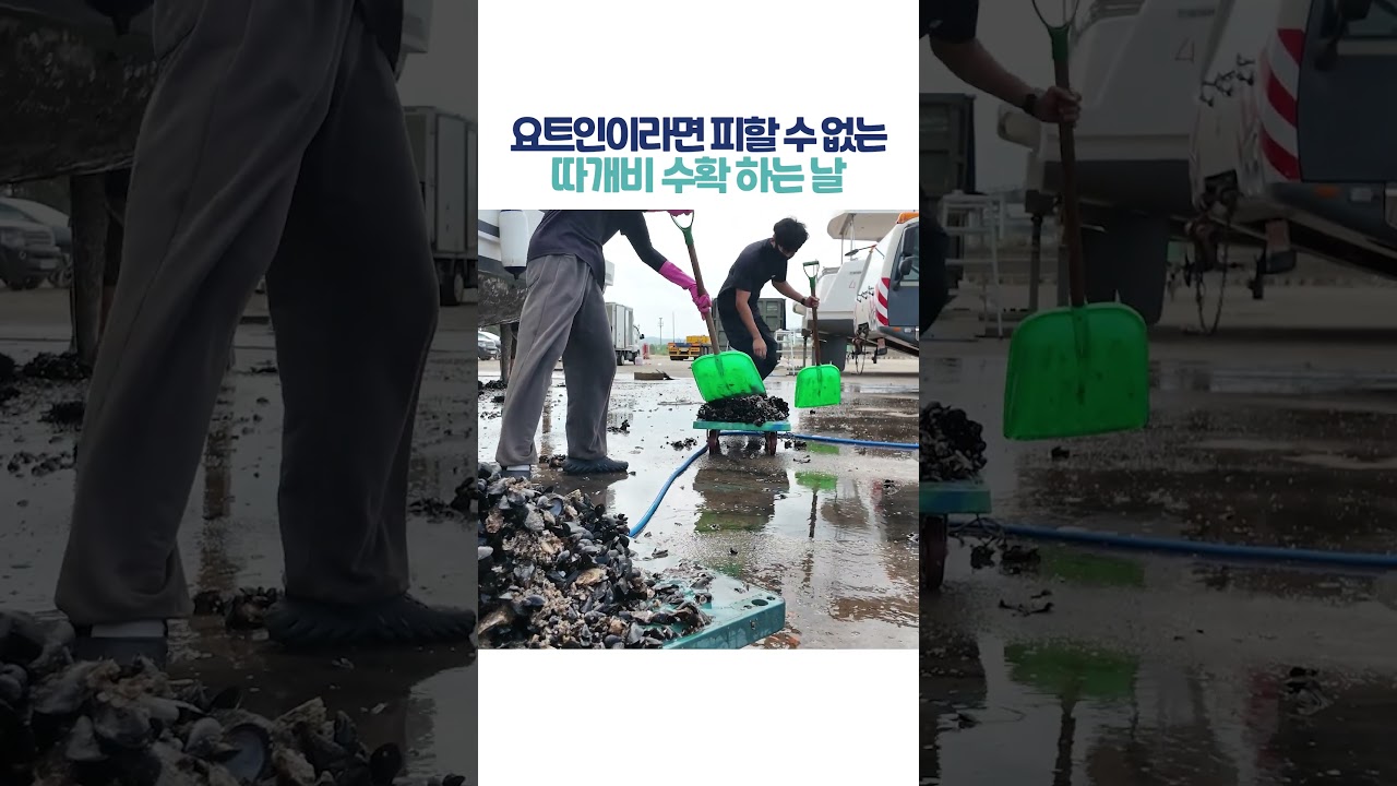 따개비 풍년입니다!
