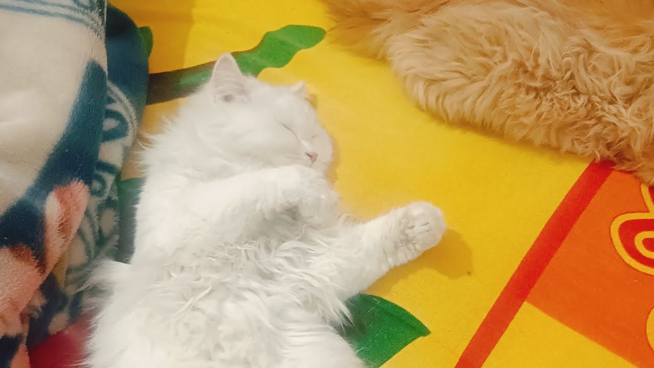 Cat live sleeping on bed