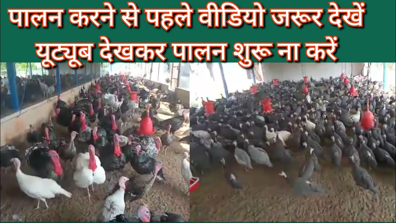 guinea fowl farming // Turkey farming / गिनी फाउल / टर्की पालन /कमाई का बेहतरीन जरिया
