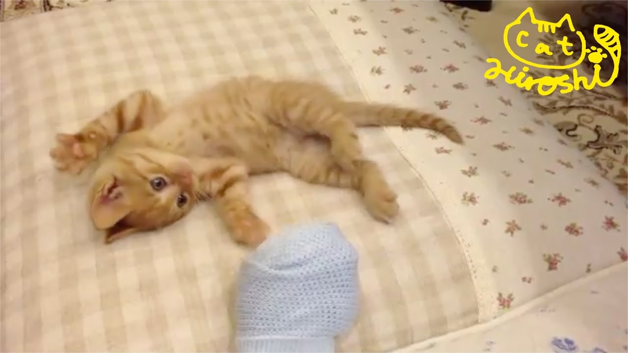 茶トラ子猫「ひろし」兄猫チロからのストレス発散中～！靴下で… Cute Cat Hiroshi Playing with Socks