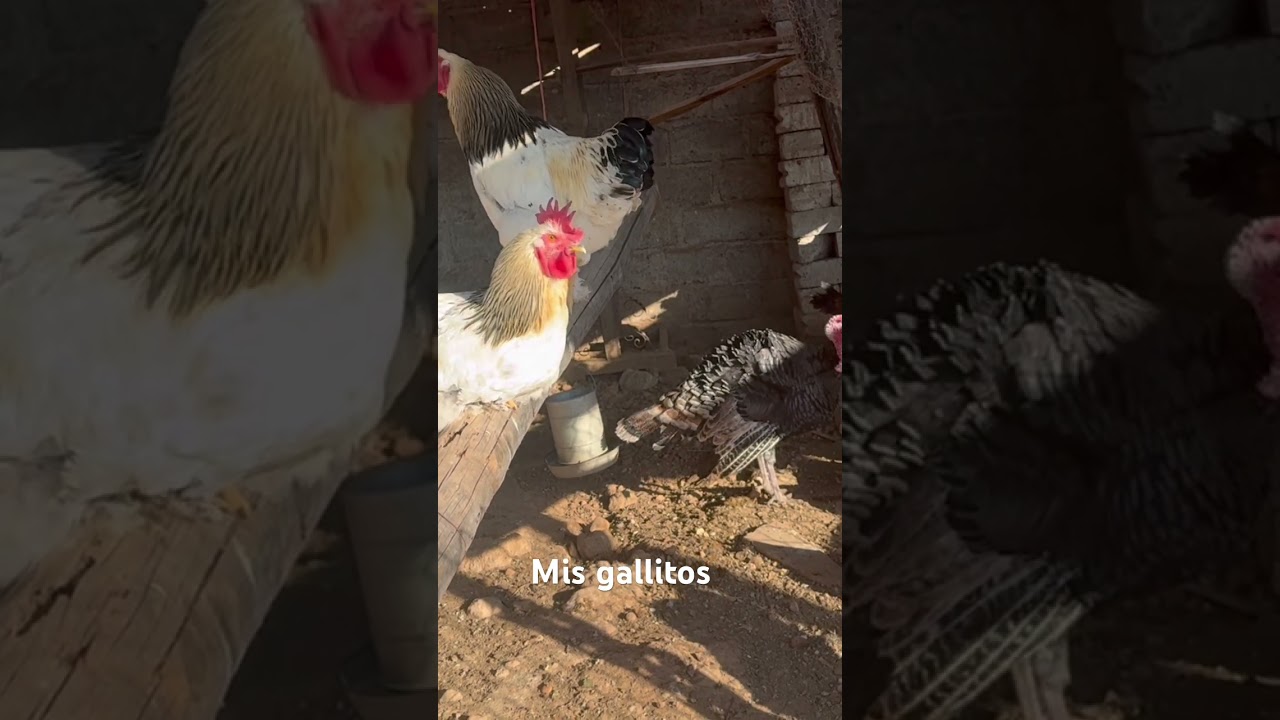 #rancho