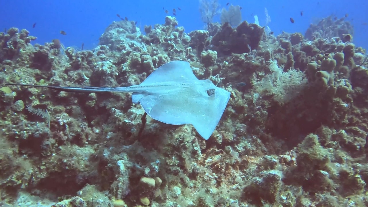 Cayman 2025 | Day 4 – Dive 2 | Aquarium 🌊
