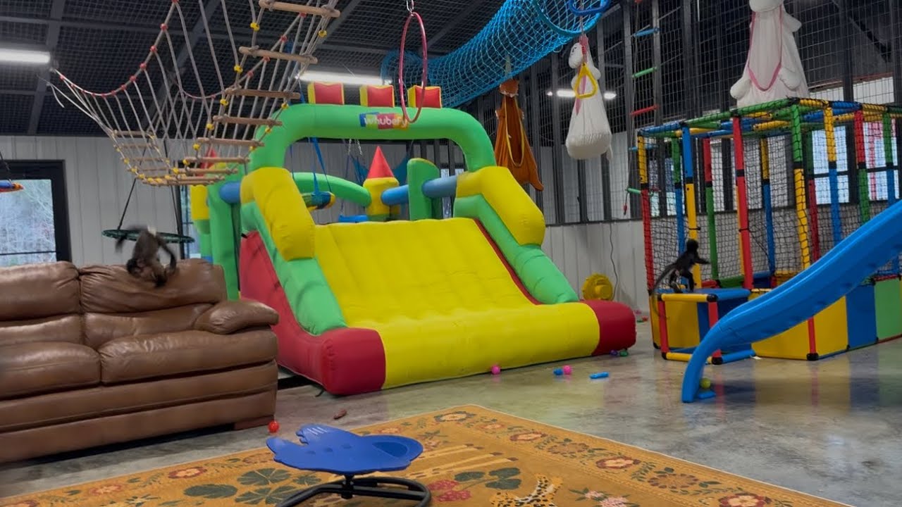 Пора дать обезьянкам поиграть 💜 #примат #семья