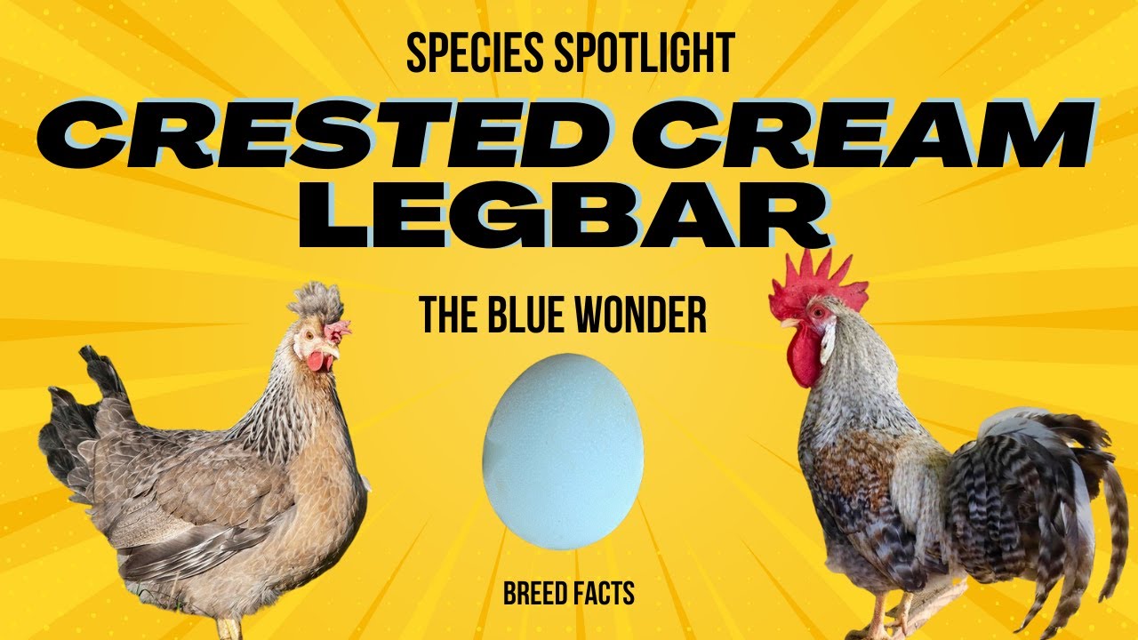 Crested Cream LegBar - Blue Laying Wonder #курица #домашнеехозяйство
