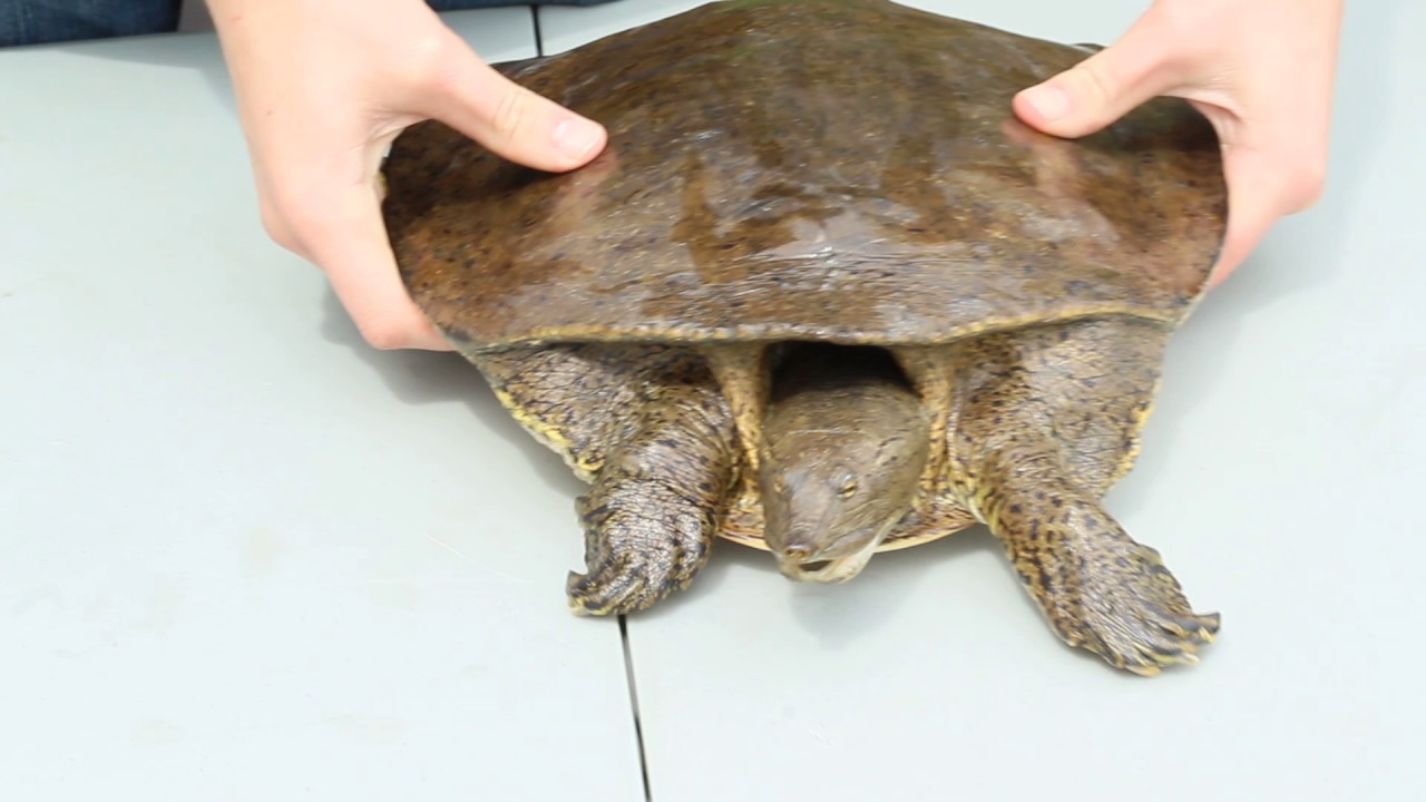 Eastern Spiny Soft Shell Turtle Facts