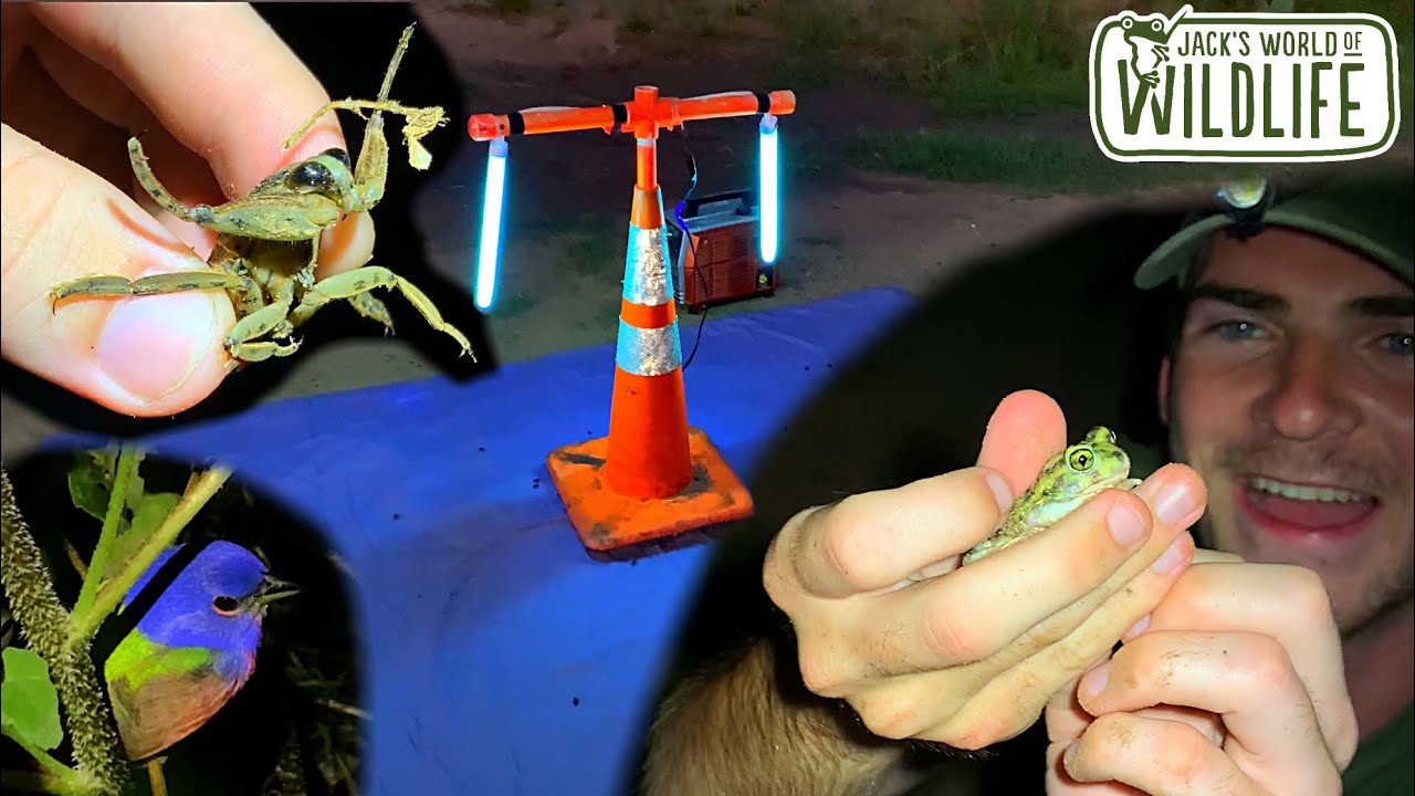 LIGHT TRAP Adventure!