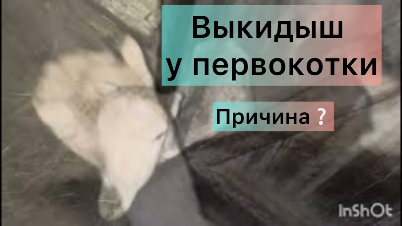 (ВЫКИДЫШ) Втратили козенят 😢 Як лікувала первокоток 🌼На господарстві з самого ранку /// Годую кіз 