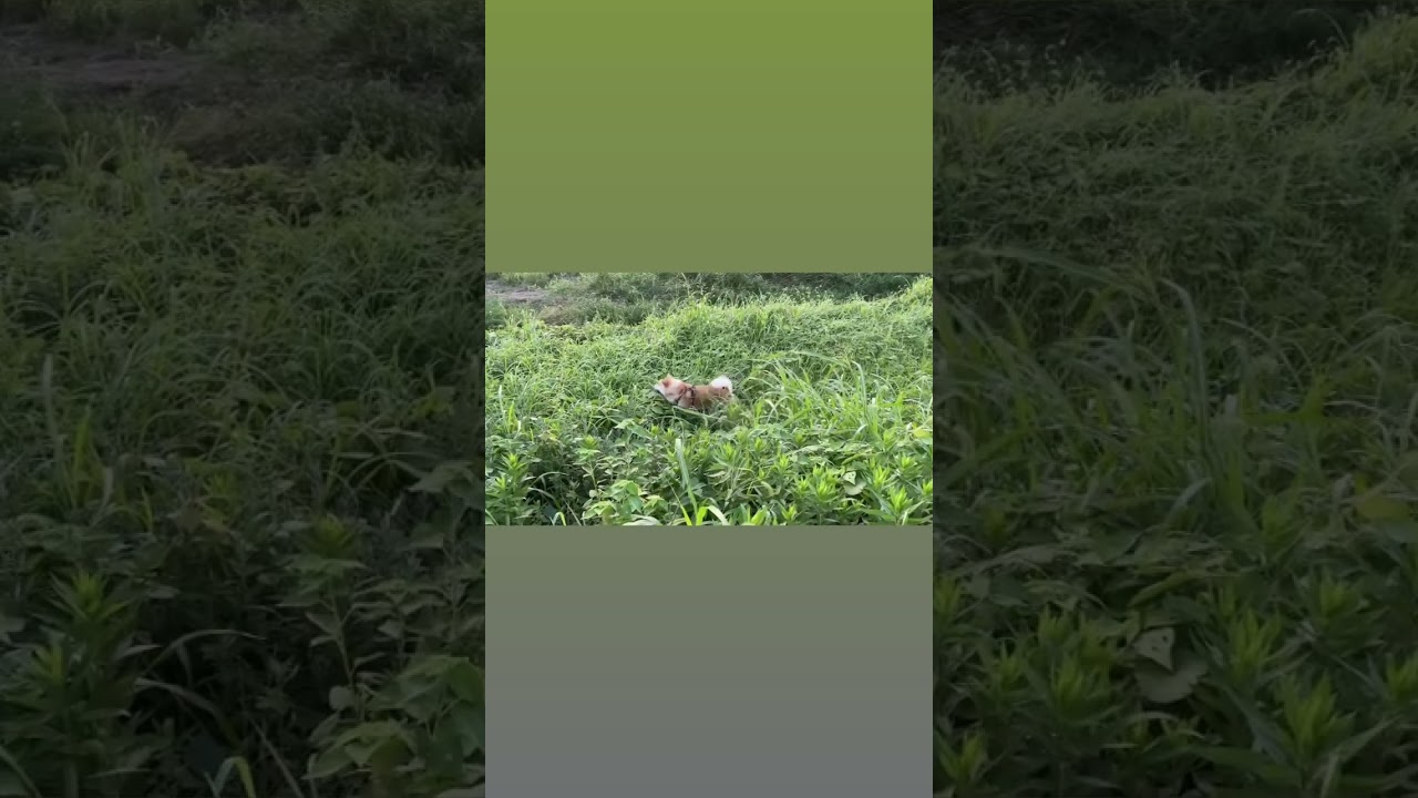 秋田犬レベル上げ(ポケモン) Akita Inu Level Up (Pokemon)