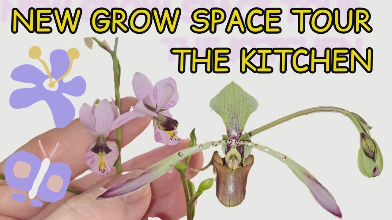 ORCHID GROW SPACE TOUR - IT SUCCEEDED !