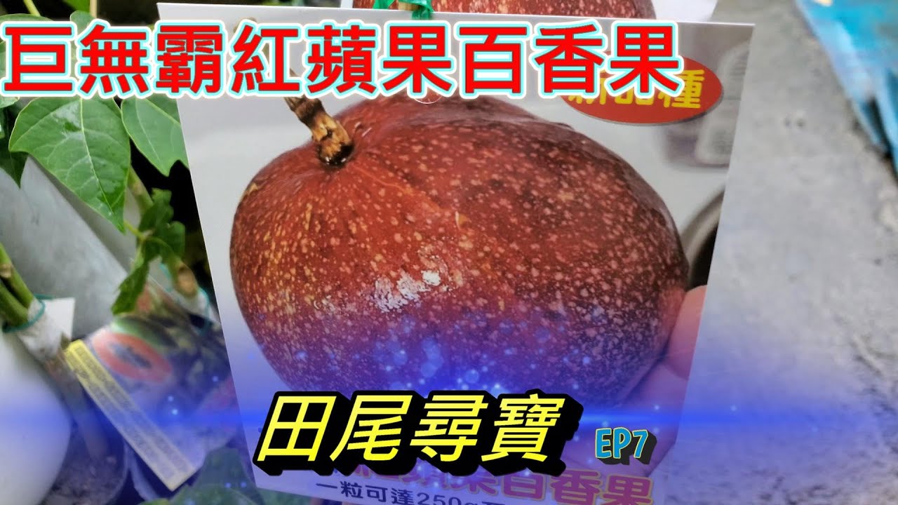 彰化旅遊景點 田尾公路花園！尋寶重達一斤的巨無霸紅蘋果百香果、奇特品種、果樹、花苗價格透明【老四漫游 EP7】｜請開啟CC字幕｜