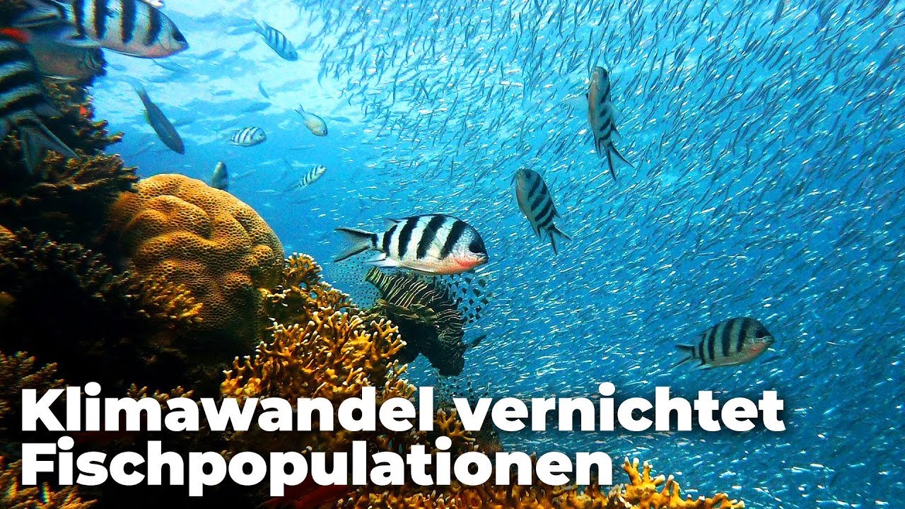 Klimawandel vernichtet Nahrungsgrundlagen - Tropen verlieren Fischpopulation - Clixoom nature