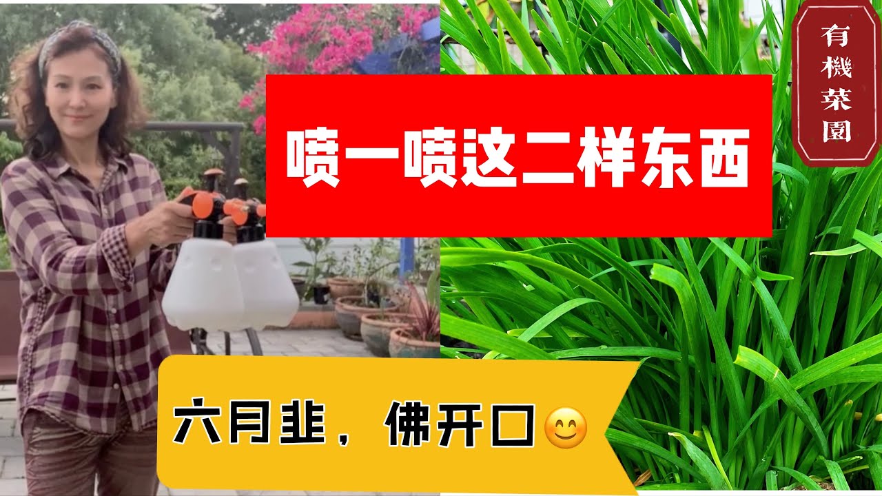 【种植3⃣️7⃣️韭菜】厨房里的这二样东西，给韭菜喷一喷，一年四季韭菜味道都鲜美。