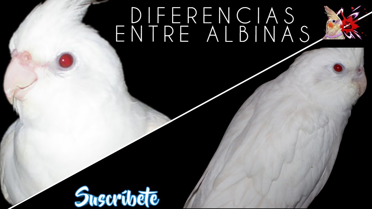 Diferencias Entre Las Ninfas Albinas