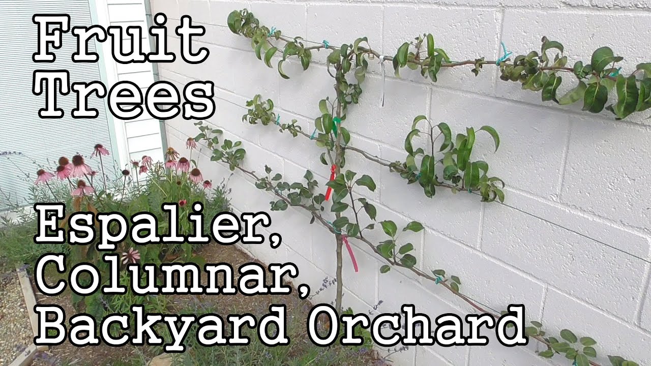 Urban Gardening: Fruit Trees -Espaliers, Columnars & Backyard Orchard