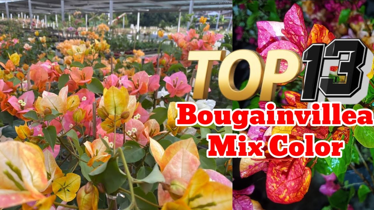 13 Bougainvillea Mix Color (Golden Sunshine, Sufia Indiana, Citra, Adarna, multi color)