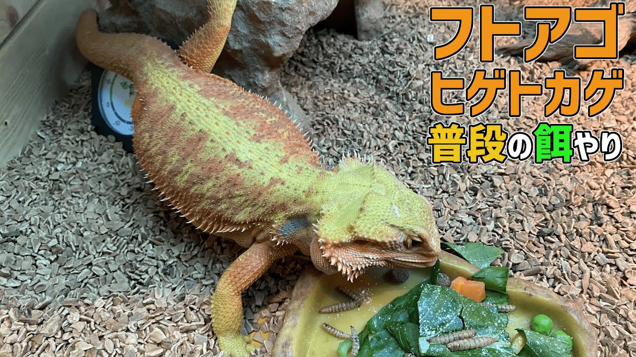 【フトアゴヒゲトカゲ】普段の餌やりについて【野菜＆人口餌メイン】