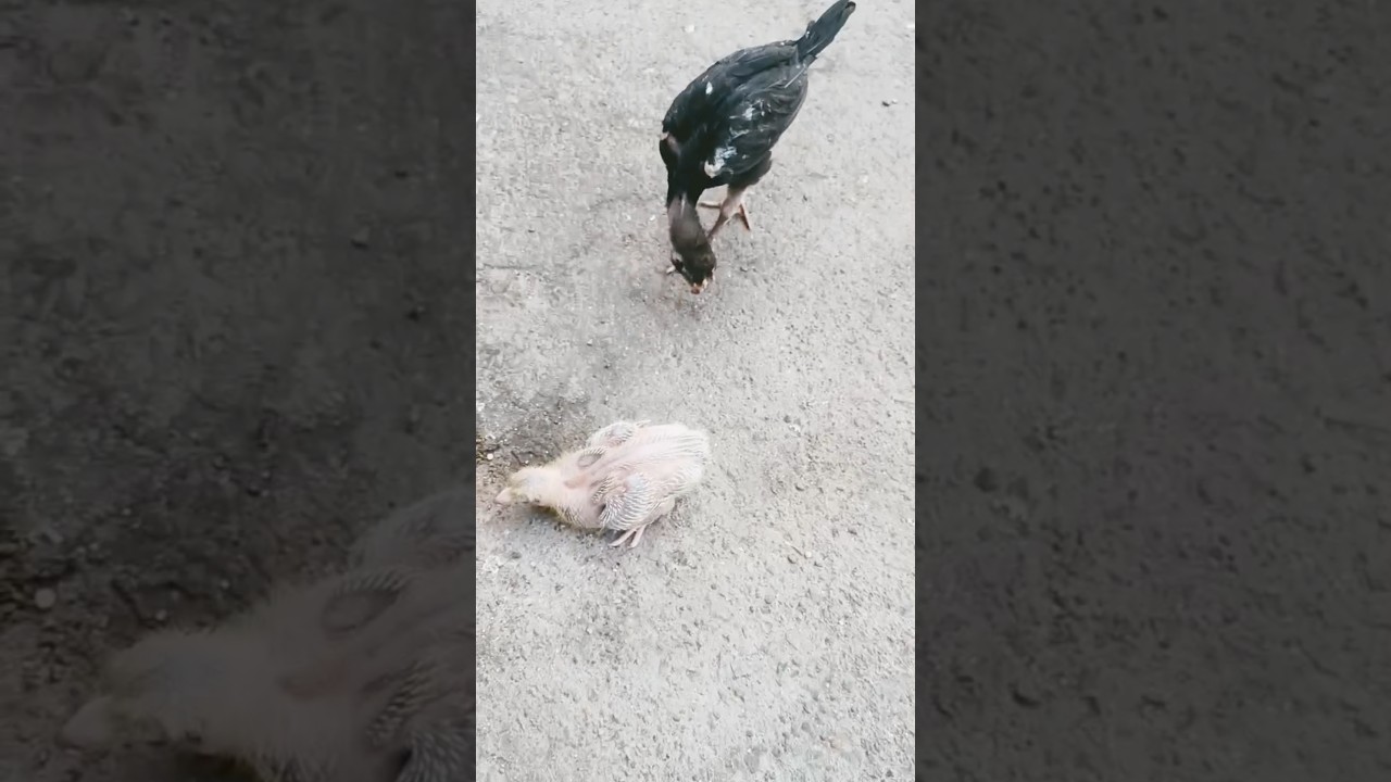 #Lal tamda kabutar ka baccha #uddan wale kabutar #pigeon
