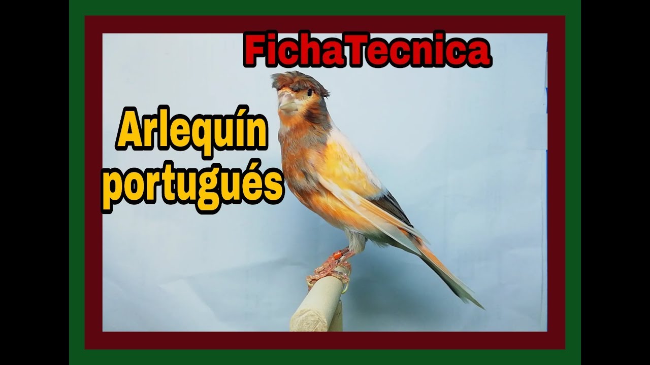 ficha técnica del  canario arlequín portugués
