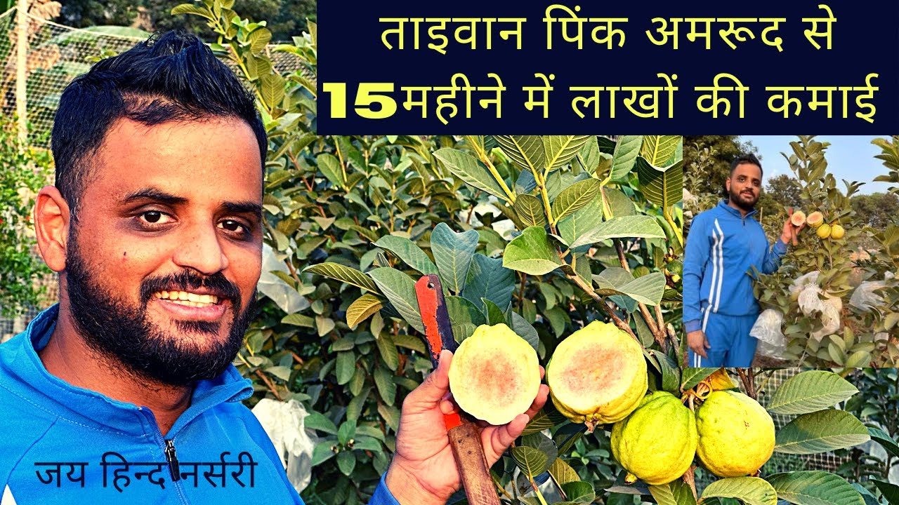 Taiwan Pink Guava/ ताइवान पिंक से 15 महीने में पोधे की ग्रोथ व लाखों की कमाई का सच जानें #jhn