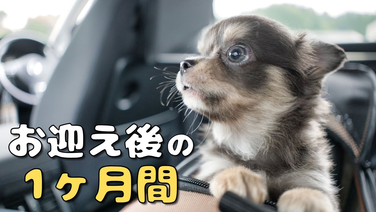チワワの子犬をお迎え