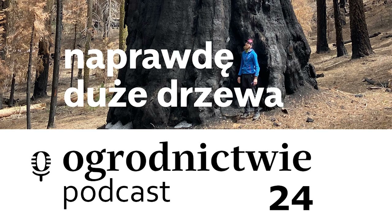 #024 naprawdę duże drzewa - o ogrodnictwie