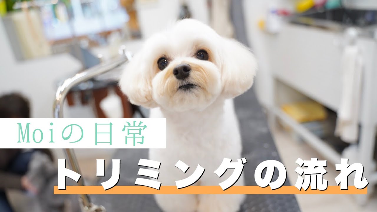 ぽふぽふ歩く姿が可愛いマルプーちゃん【トリミングダイジェスト】