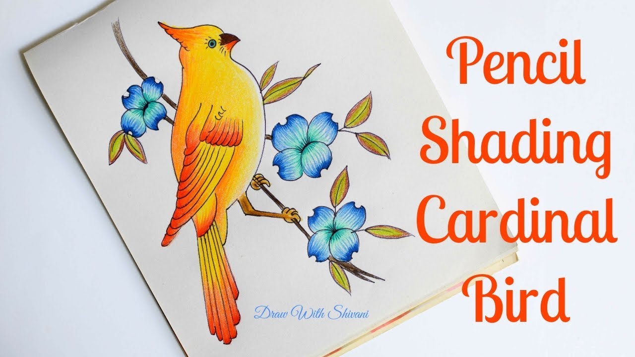 How to draw Cardinal bird/ Pencil Color Shading Yellow Bird with Flowers
