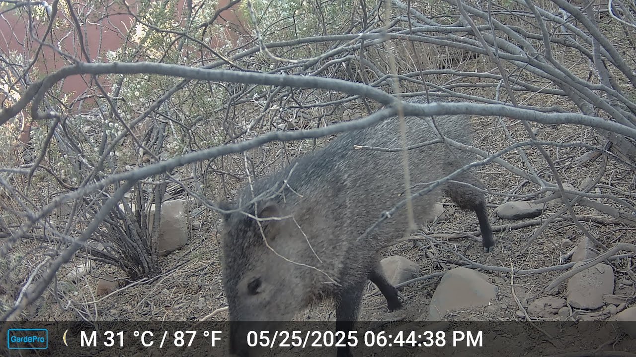 Javelina Family Trail Camera Ep. 7: Tucson, AZ