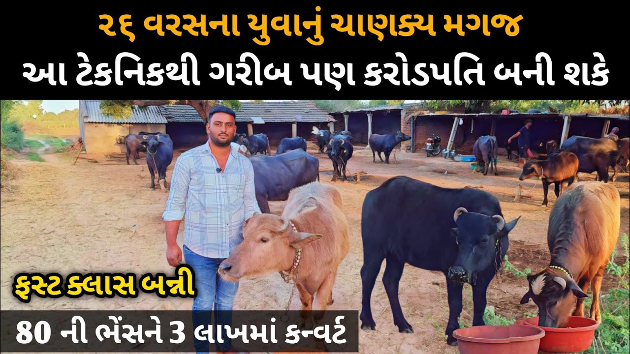 આજનો યુગમાં યુવાધન કેટલો આધુનિક બન્યો જોઈને તમે દંગ રહી જશો.. Banni Buffalo In BanasKantha.