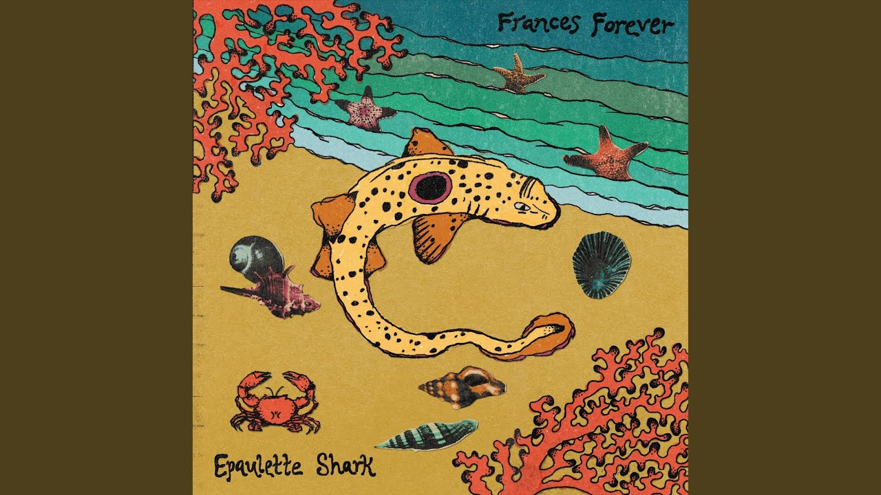Epaulette Shark