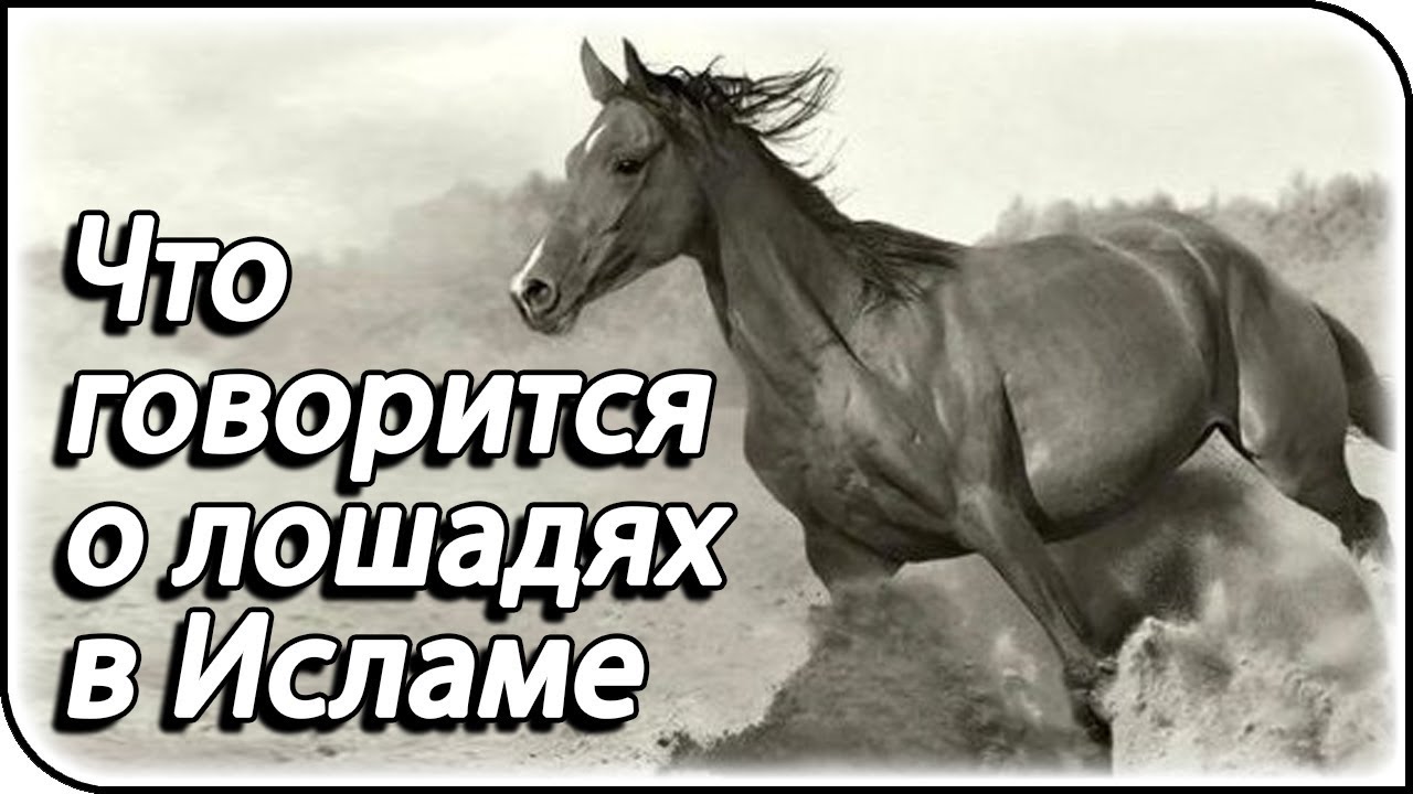 Шайтан не приблизится к вашему дому, если у вас есть...
