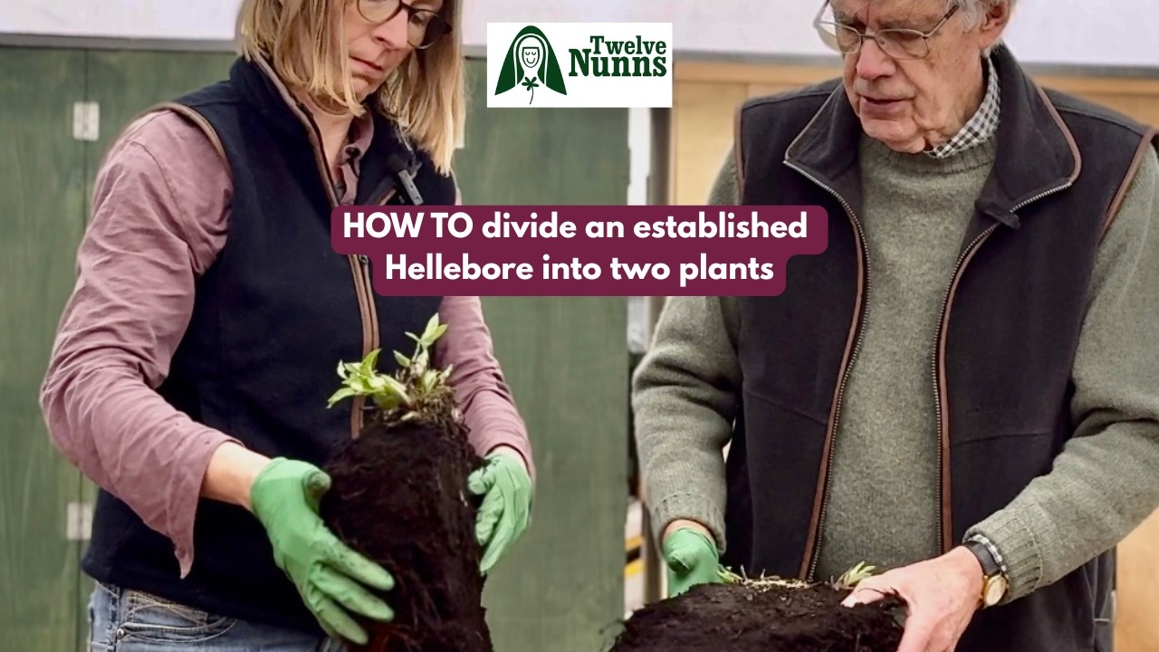 How to divide an established Hellebore into two plants @twelvenunns