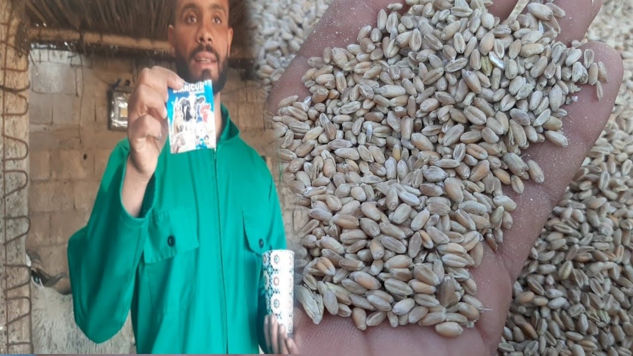 اشنو كنعلف الخرفان ديال العيد هاد الدواء لاش كيخدم؟