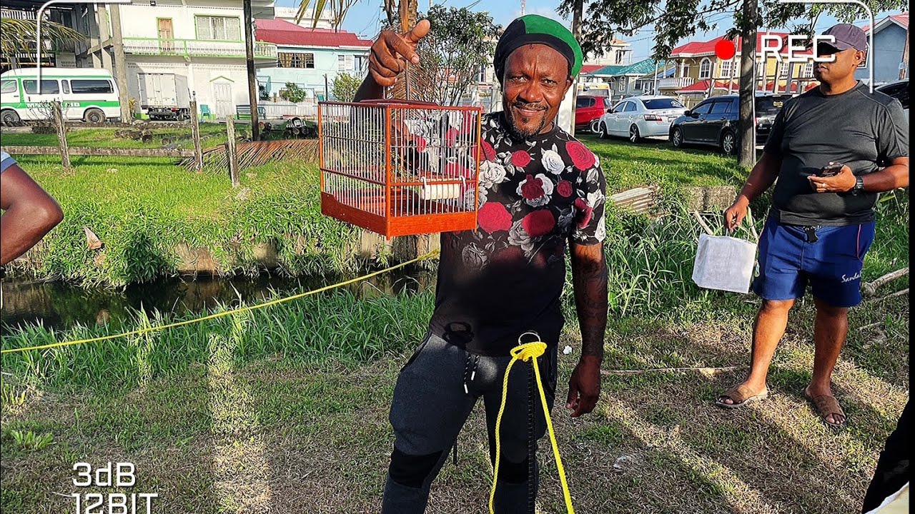 Guyana Cage bird race. || Clint Andre Vlogs