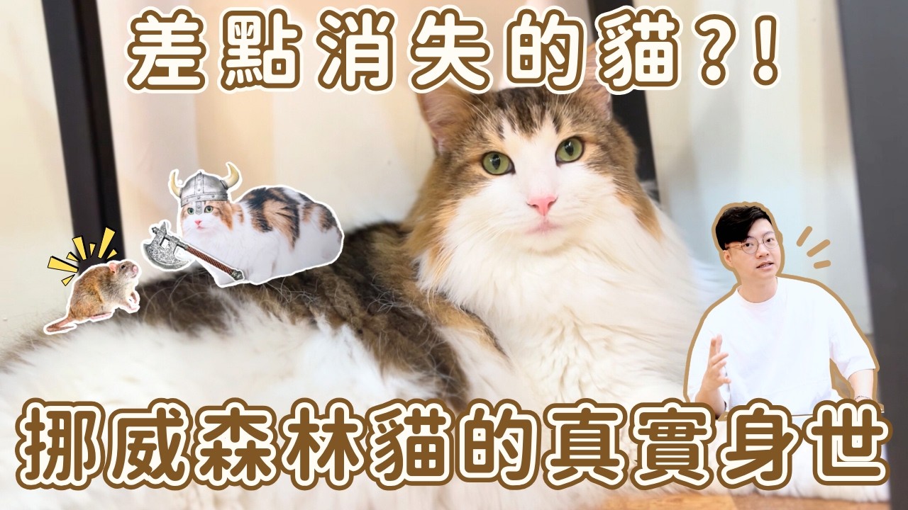 來自北歐的古老貓種｜挪威森林貓是怎麼誕生的？