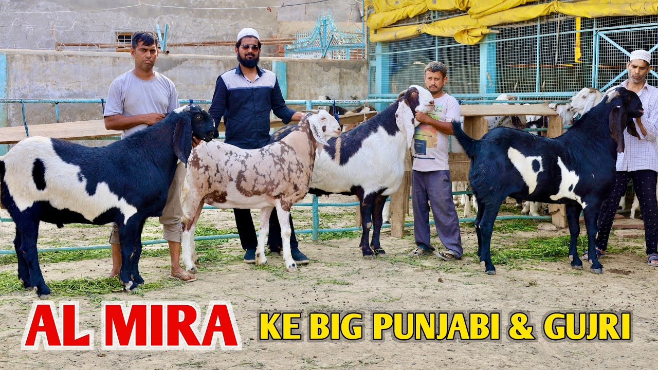 Al Mira Goat Farm Ke Big Punjabi & Gujri Goat