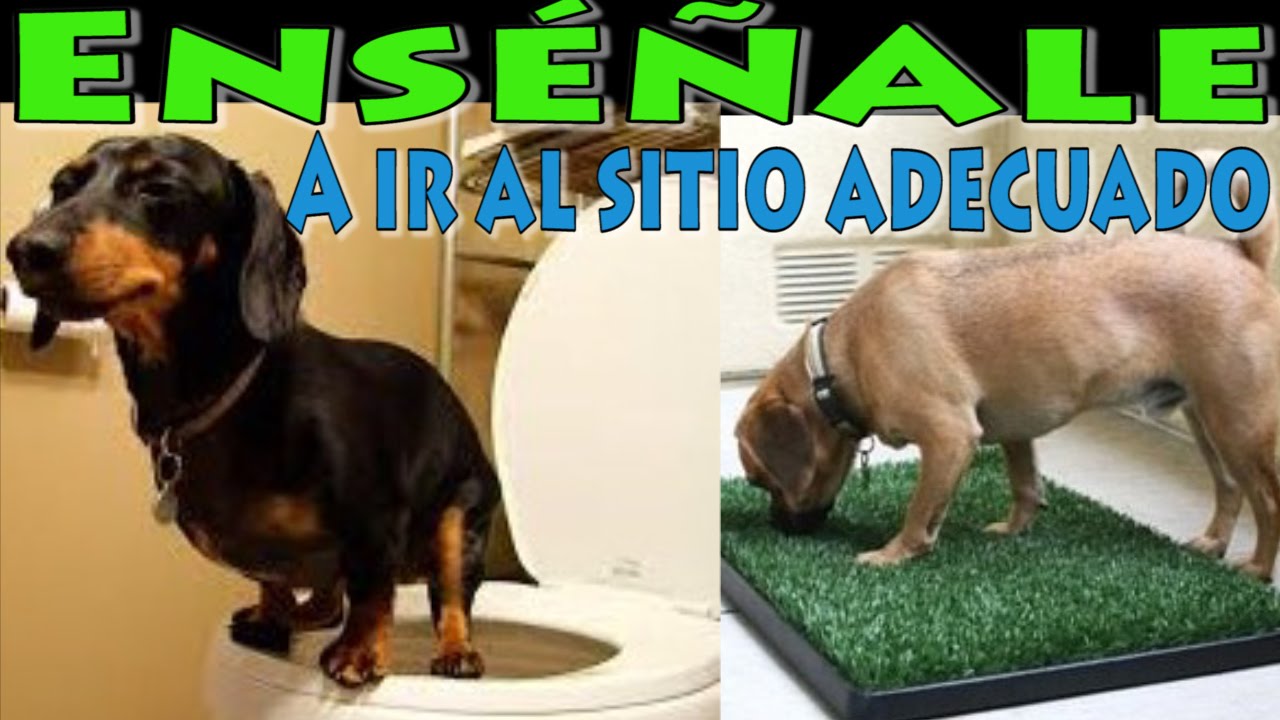 Como Entrenar y Educar a un Perro a Orinar y Hacer Sus Necesidades (Especial Cachorros)
