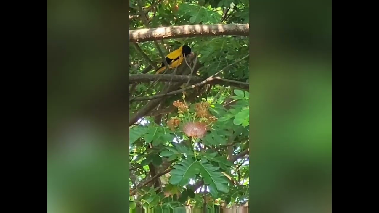Yellow Bird