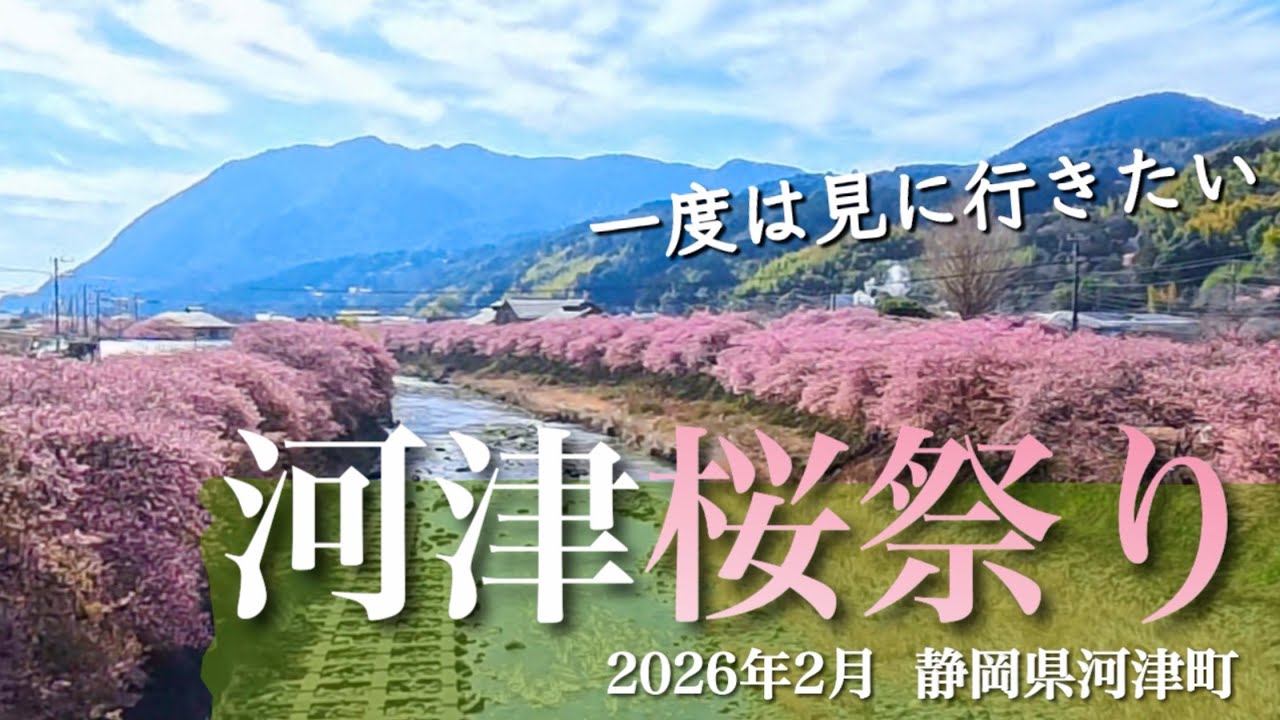 【2026年 河津桜祭り】 静岡県河津町　人生の中で一度は見たかった満開の河津桜　