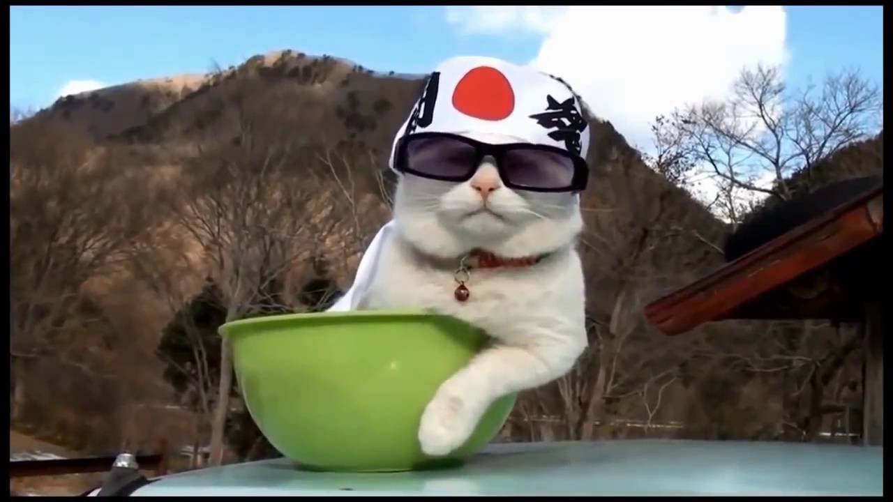 Funny Cat Videos- Cat Vines Compilation- Best of 2016!