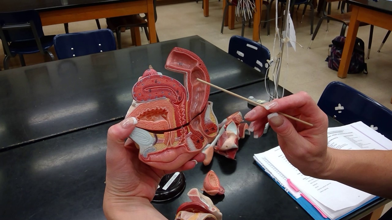 Lab Video  Female Reproductive System
