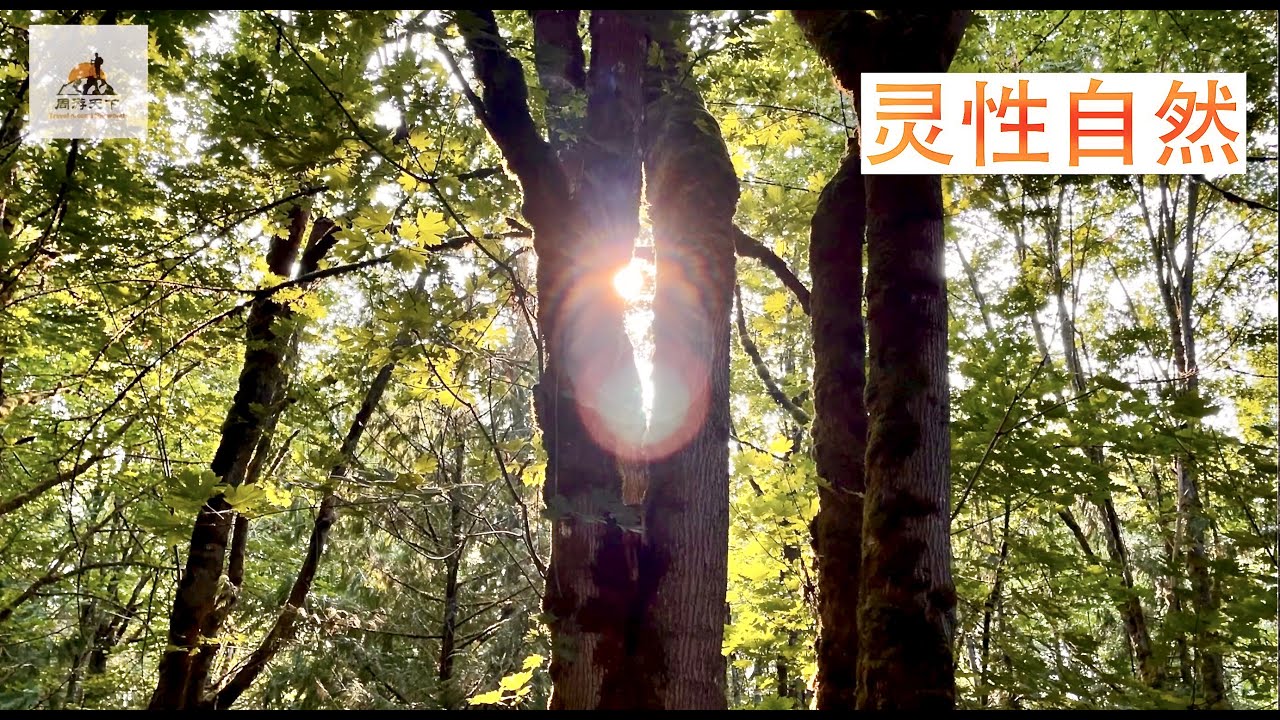 丛林营地，大自然比我们想象的要美