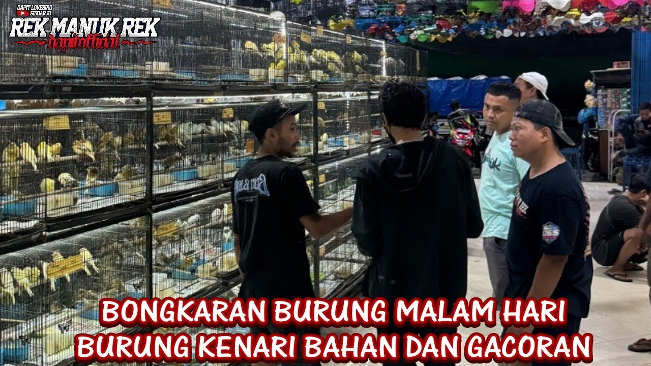 BONGKARAN BURUNG MALAM HARI !!! BURUNG KENARI BAHAN DAN GACORAN