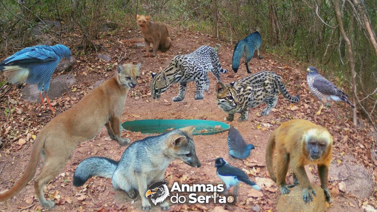 ACERTEI O LUGAR DO BEBEDOURO. VEJA O TANTO DE ANIMAIS QUE VIERAM BEBER DA ÁGUA