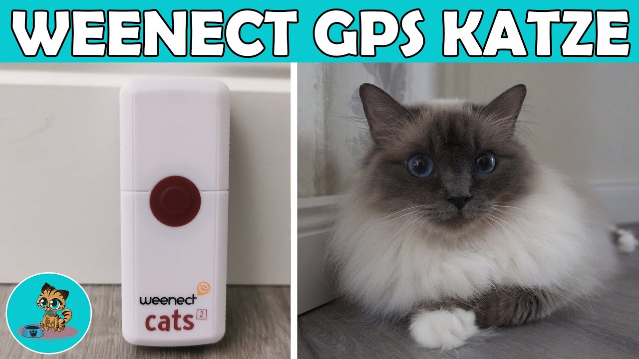 Weenect GPS-Tracker für die Katze 🔥