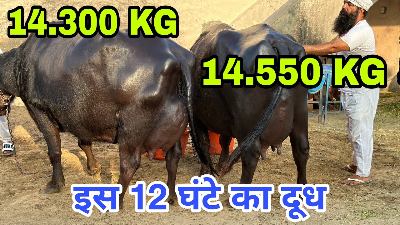 Live 3rd Milking 🔴 Guruwali Farm, Amritsar(Punjab). Super Quality 20 Buffaloes at Farm