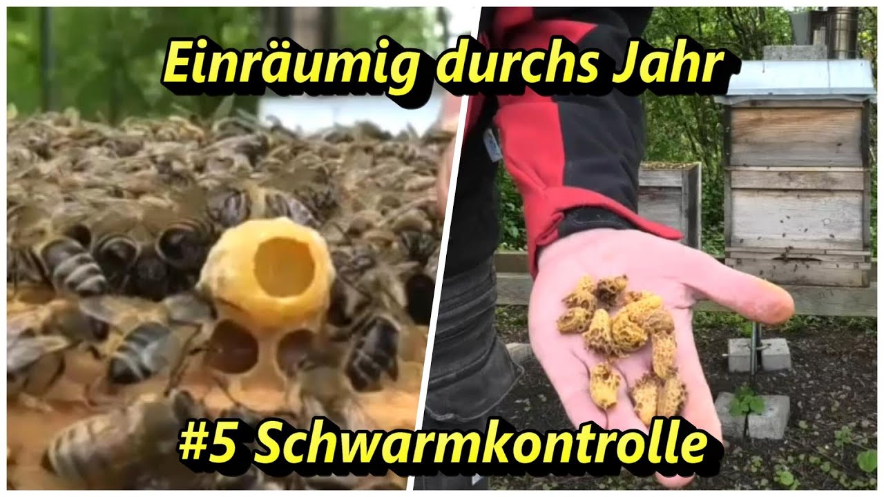 Einräumig durchs Jahr #5 Schwarmkontrolle