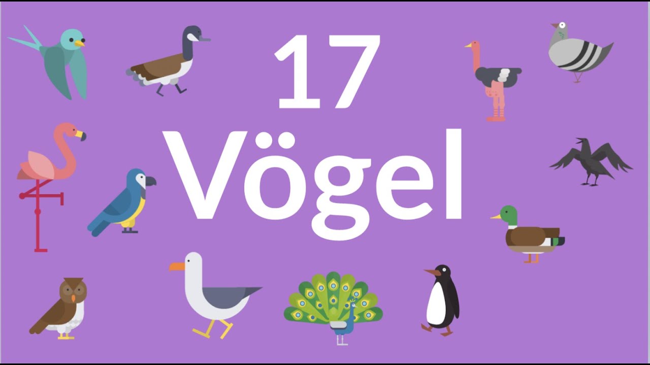 Deutsch lernen | Vögel | Wortschatz | learn German | birds | Tiere, vocabulary, Vokabeln, animals